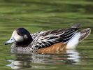 Chiloe Wigeon (WWT Slimbridge July 2013) - pic by Nigel Key